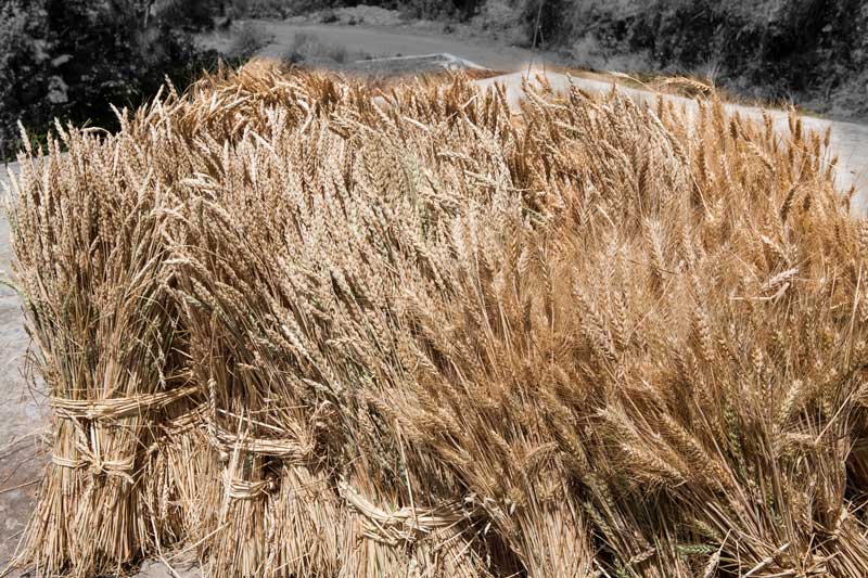 Poor yield of wheat crop due to  insufficient rains in Uttarkashi district, Uttarakhand - large-scale deforestation and  landscape changes have brought drought-like situation in this area
